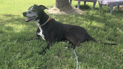 BANDIT - Pit Bull Terrier / Labrador Retriever available for adoption