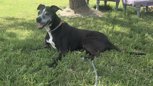 BANDIT - Pit Bull Terrier / Labrador Retriever available for adoption