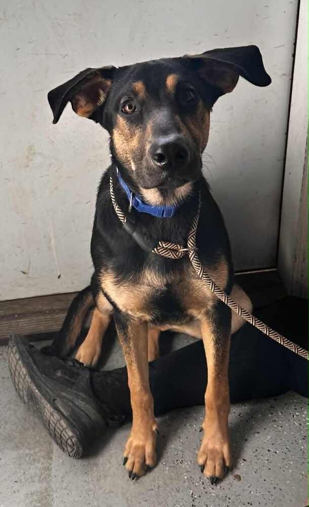 KAOS - Doberman Pinscher available for adoption