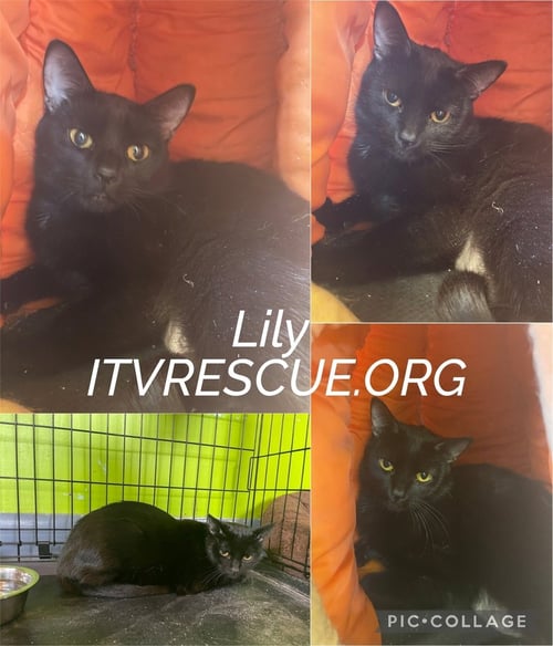 LILY - Domestic Short Hair available for adoption
