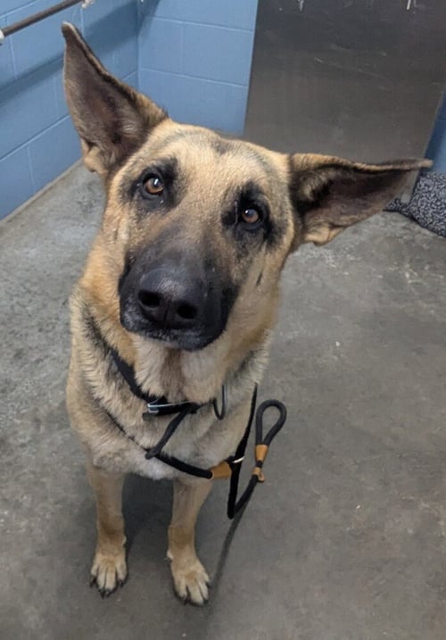 KAISER - German Shepherd Dog available for adoption