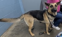 Kaiser - Photo 2