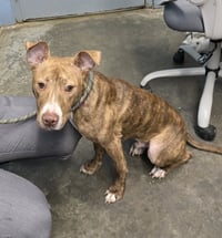 Toasty "Stitch - Photo 1