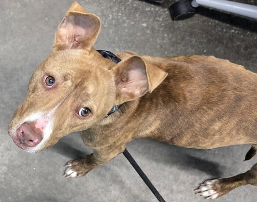 TOASTY "STITCH - Pit Bull Terrier available for adoption