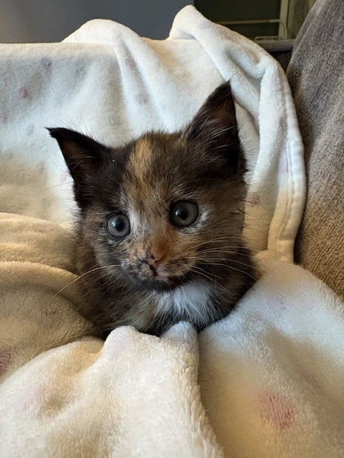 FOLKLORE - Domestic Short Hair available for adoption