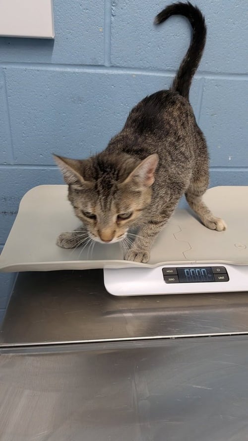 TRIX - Domestic Short Hair available for adoption