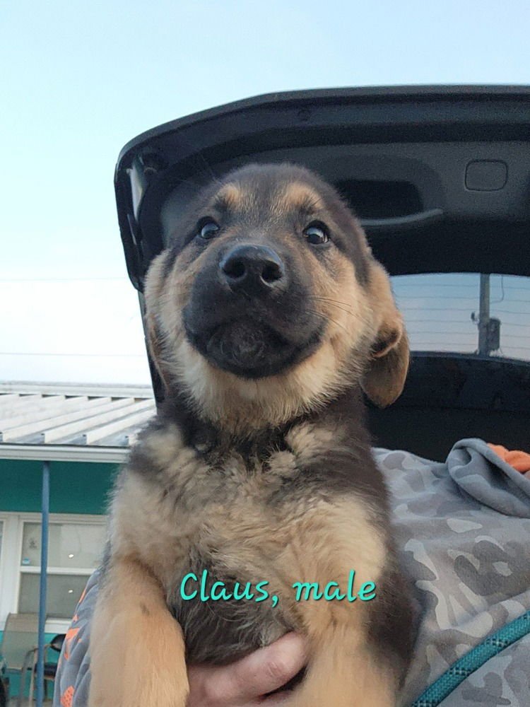 CLAUSE - Terrier available for adoption