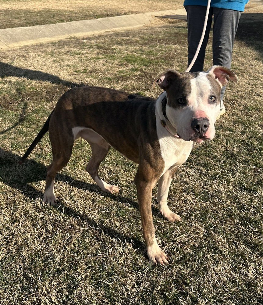 FRED - Pit Bull Terrier available for adoption