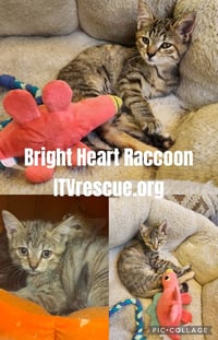 Bright Heart Raccoon - Photo 2