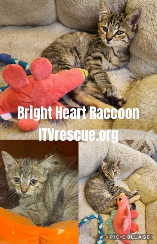 BRIGHT HEART RACCOON - Domestic Short Hair available for adoption