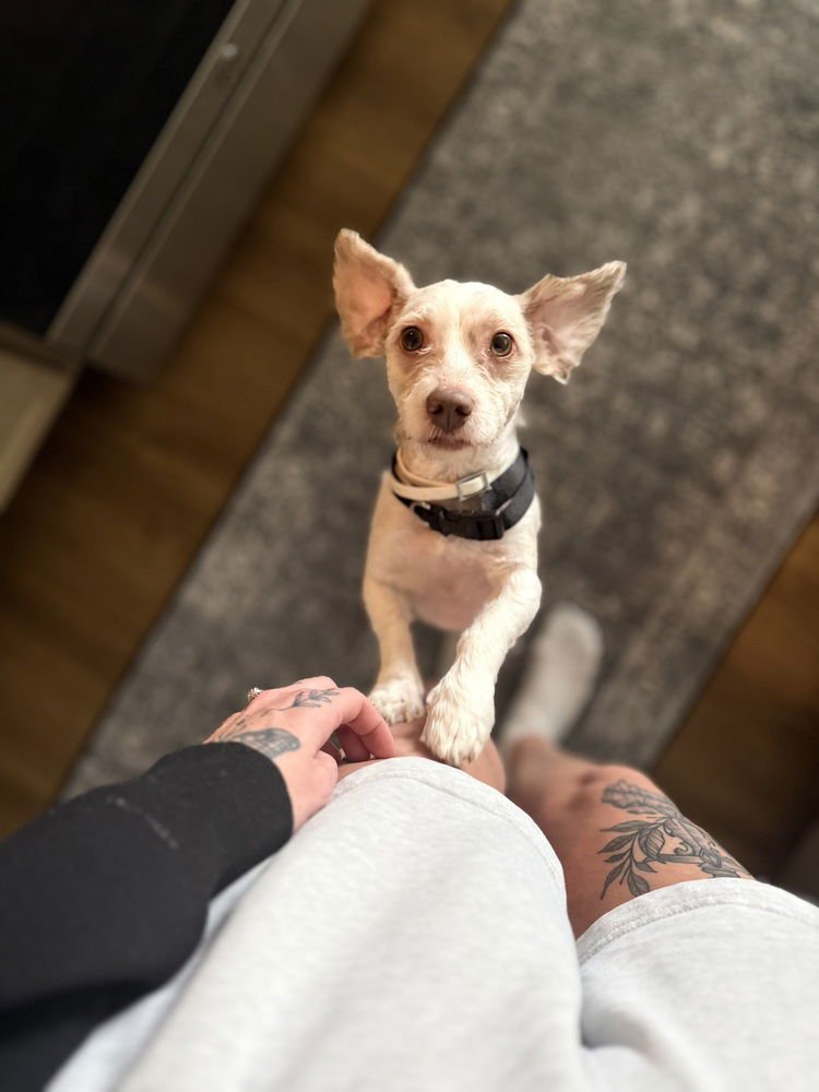 MAX - Terrier available for adoption