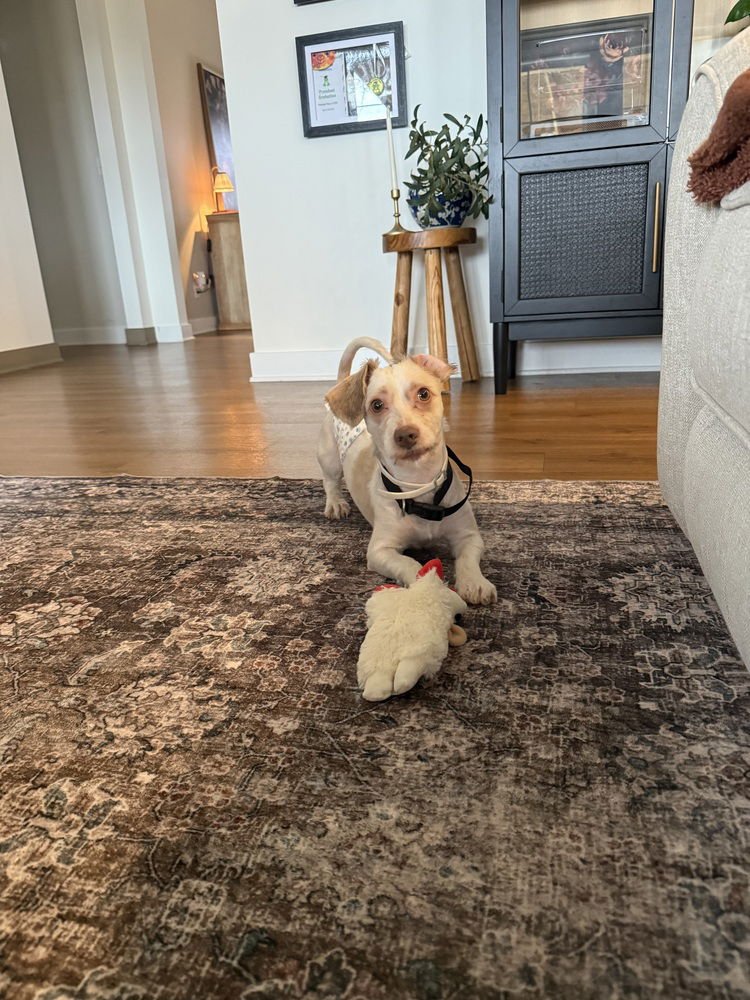 MAX - Terrier available for adoption