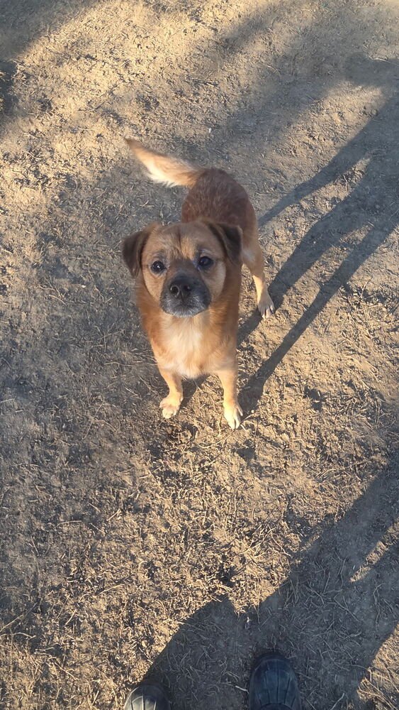 TATE - Terrier available for adoption