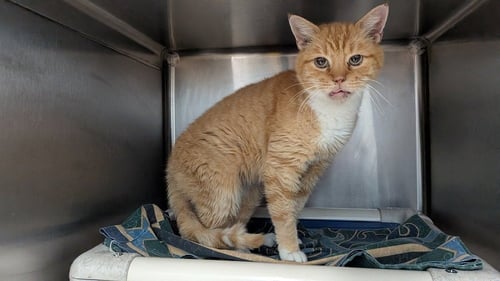 SWEET POTATO - Domestic Short Hair available for adoption