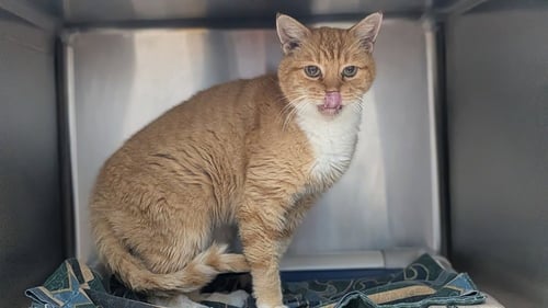 SWEET POTATO - Domestic Short Hair available for adoption