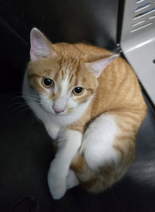 ORANGEY - Domestic Short Hair available for adoption