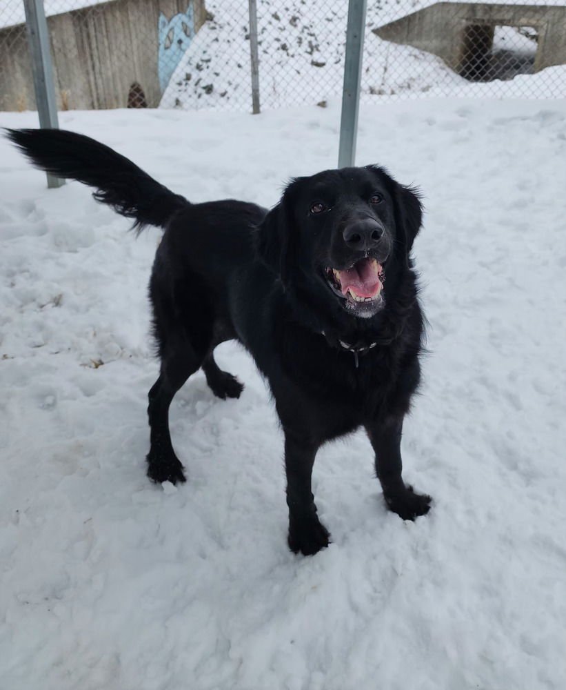 ZEUS ATOM - Labrador Retriever available for adoption