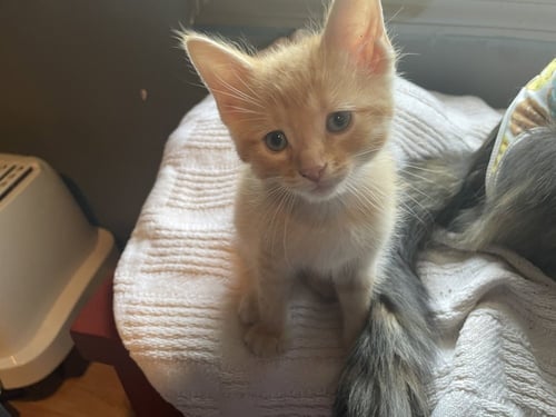 RAMPAGE - Domestic Short Hair available for adoption
