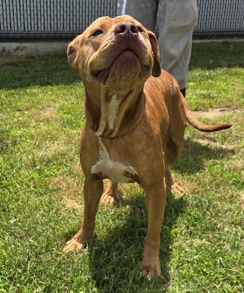 SHILOH - Pit Bull Terrier available for adoption
