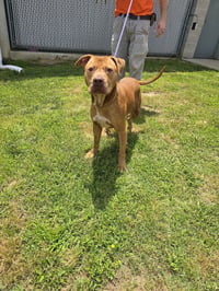 Shiloh - Photo 4