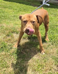 Shiloh - Photo 3