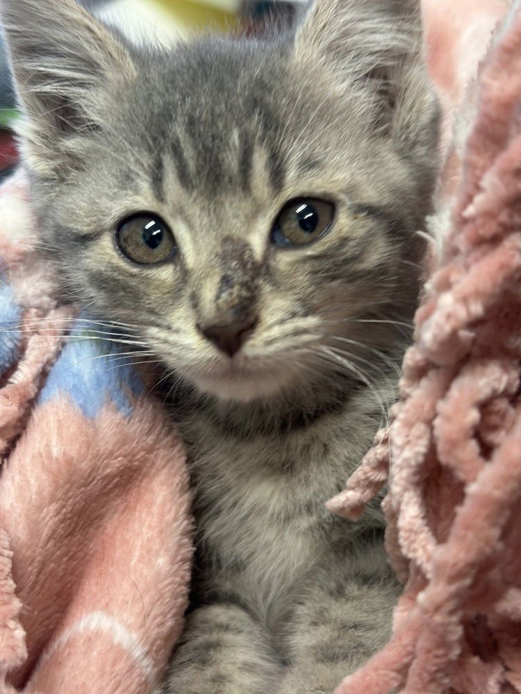 RYE - Domestic Short Hair available for adoption