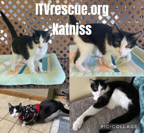 KATNISS - Domestic Short Hair available for adoption