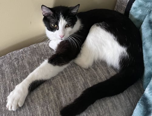 KATNISS - Domestic Short Hair available for adoption