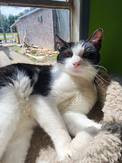 FREDDY - Domestic Short Hair available for adoption