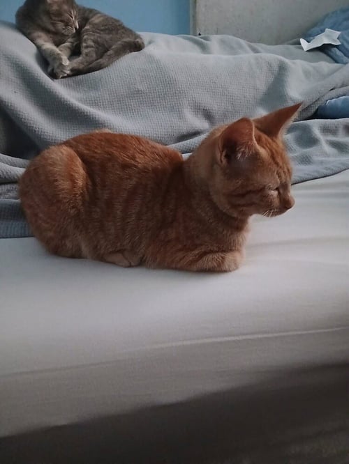 GARLIC - Domestic Short Hair available for adoption