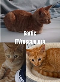 Garlic - Photo 4