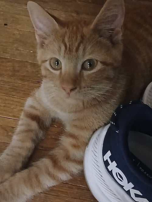 GARLIC - Domestic Short Hair available for adoption
