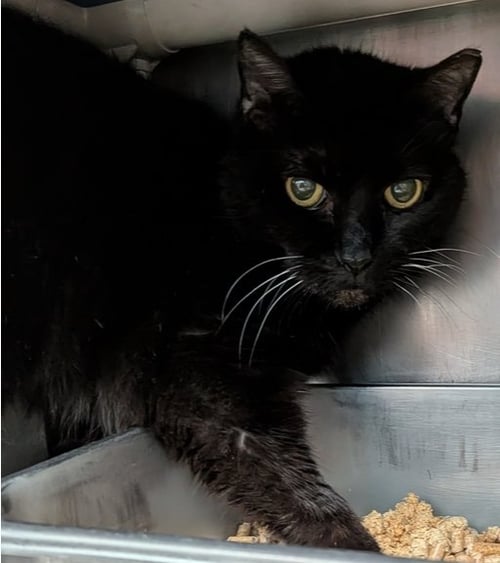 SPICY NEWTON - Domestic Short Hair available for adoption