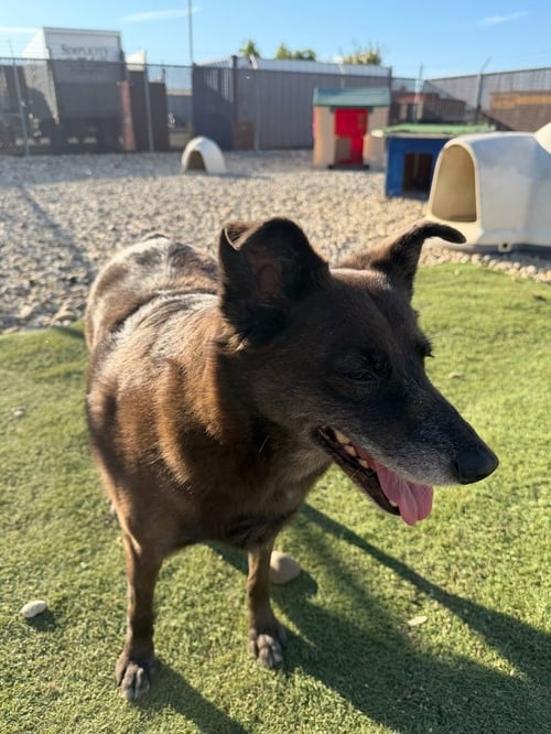 TWIGGY - Australian Cattle Dog/Blue Heeler / Terrier available for adoption