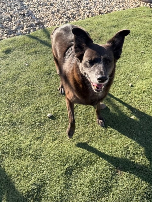 TWIGGY - Australian Cattle Dog/Blue Heeler / Terrier available for adoption