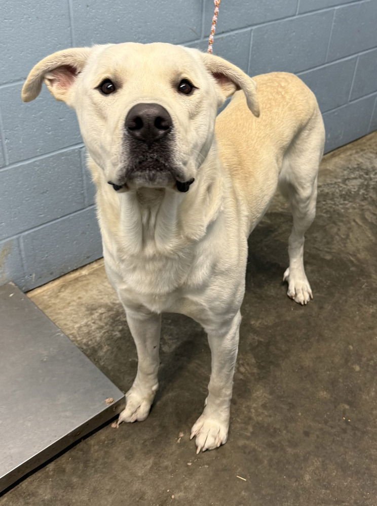 BARKLEY - Labrador Retriever / Great Pyrenees available for adoption