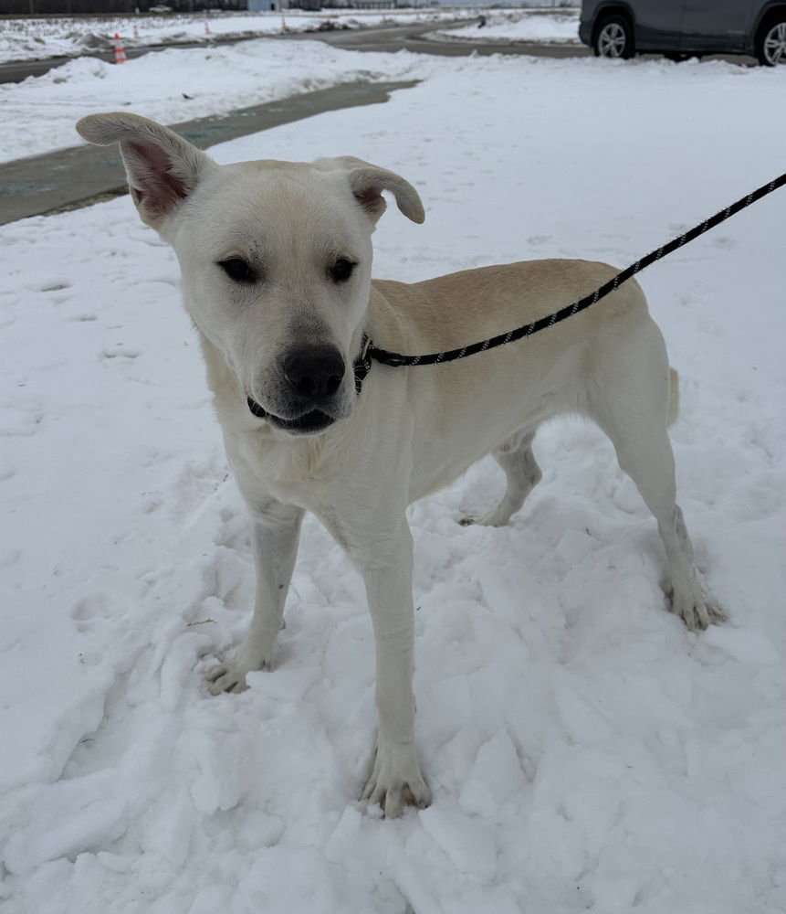 BARKLEY - Labrador Retriever / Great Pyrenees available for adoption