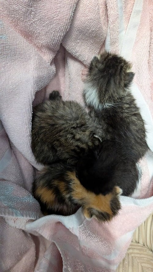 KARMA - Domestic Short Hair available for adoption