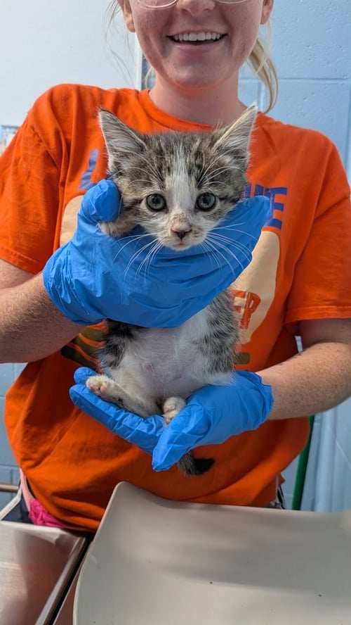 KARMA - Domestic Short Hair available for adoption