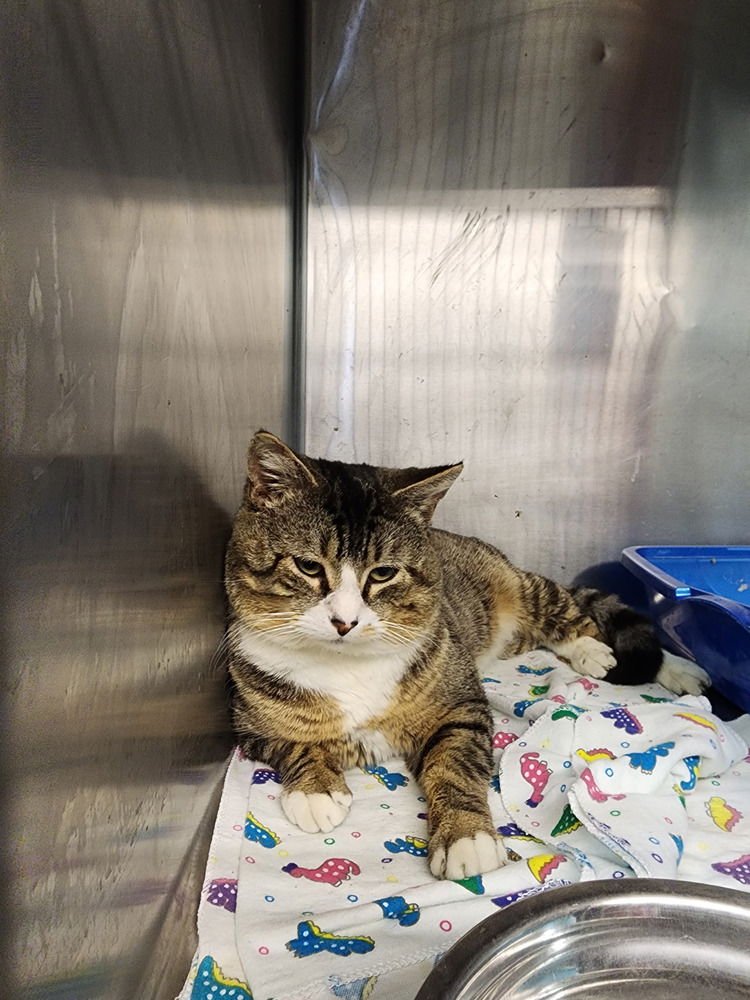 RICHARD - Domestic Short Hair available for adoption