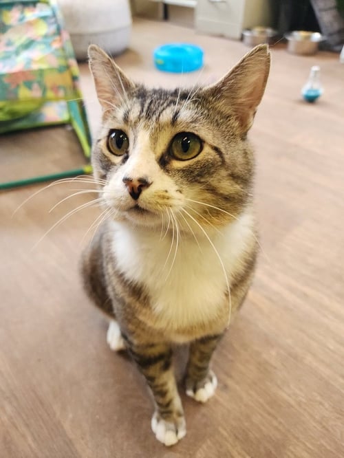 RICHARD - Domestic Short Hair available for adoption