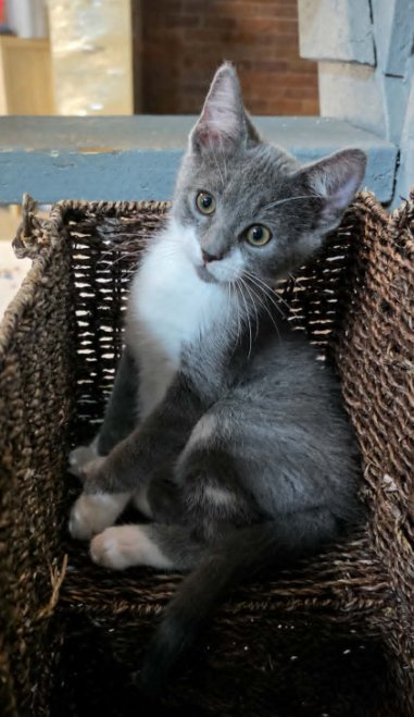 EQUAL - Domestic Short Hair available for adoption