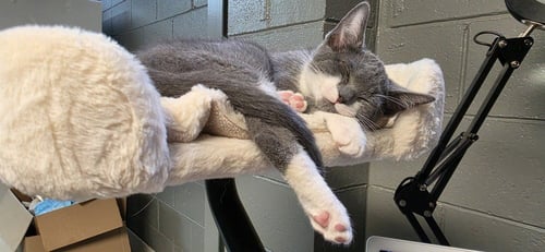 EQUAL - Domestic Short Hair available for adoption
