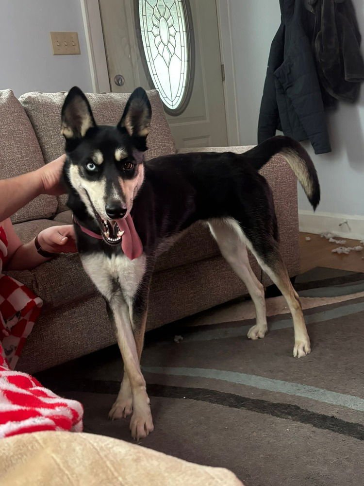 SIDE EYE - Husky available for adoption
