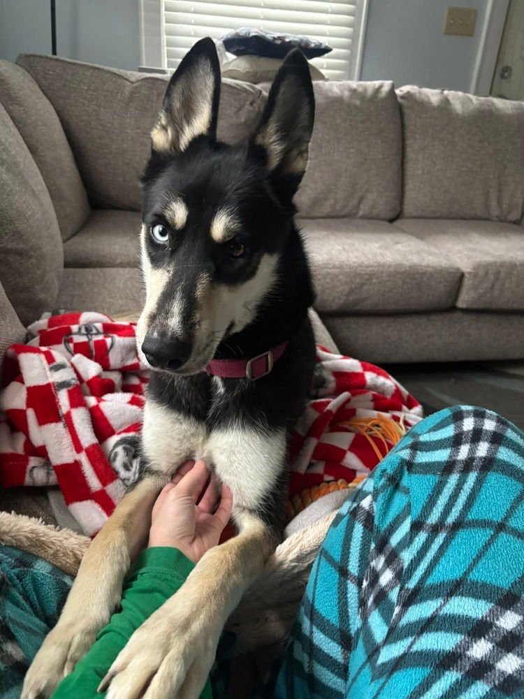 SIDE EYE - Husky available for adoption