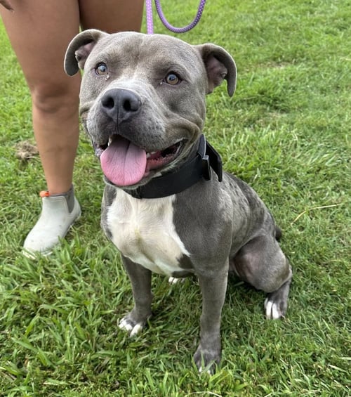 MULLIGAN - Pit Bull Terrier available for adoption