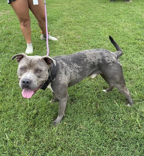 MULLIGAN - Pit Bull Terrier available for adoption