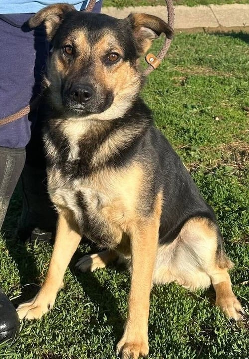 ZANE - Shepherd available for adoption