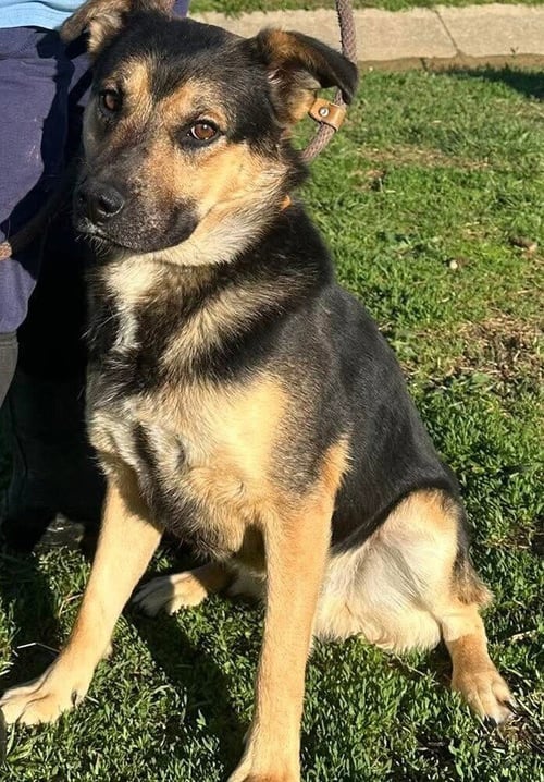 ZANE - Shepherd available for adoption