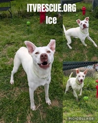 Ice - Photo 2